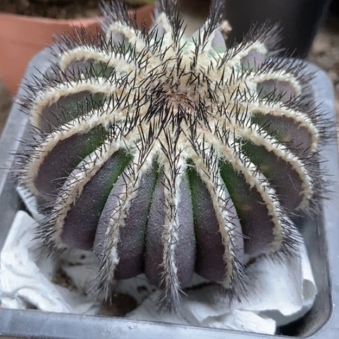 油博仙人球50米仙人球