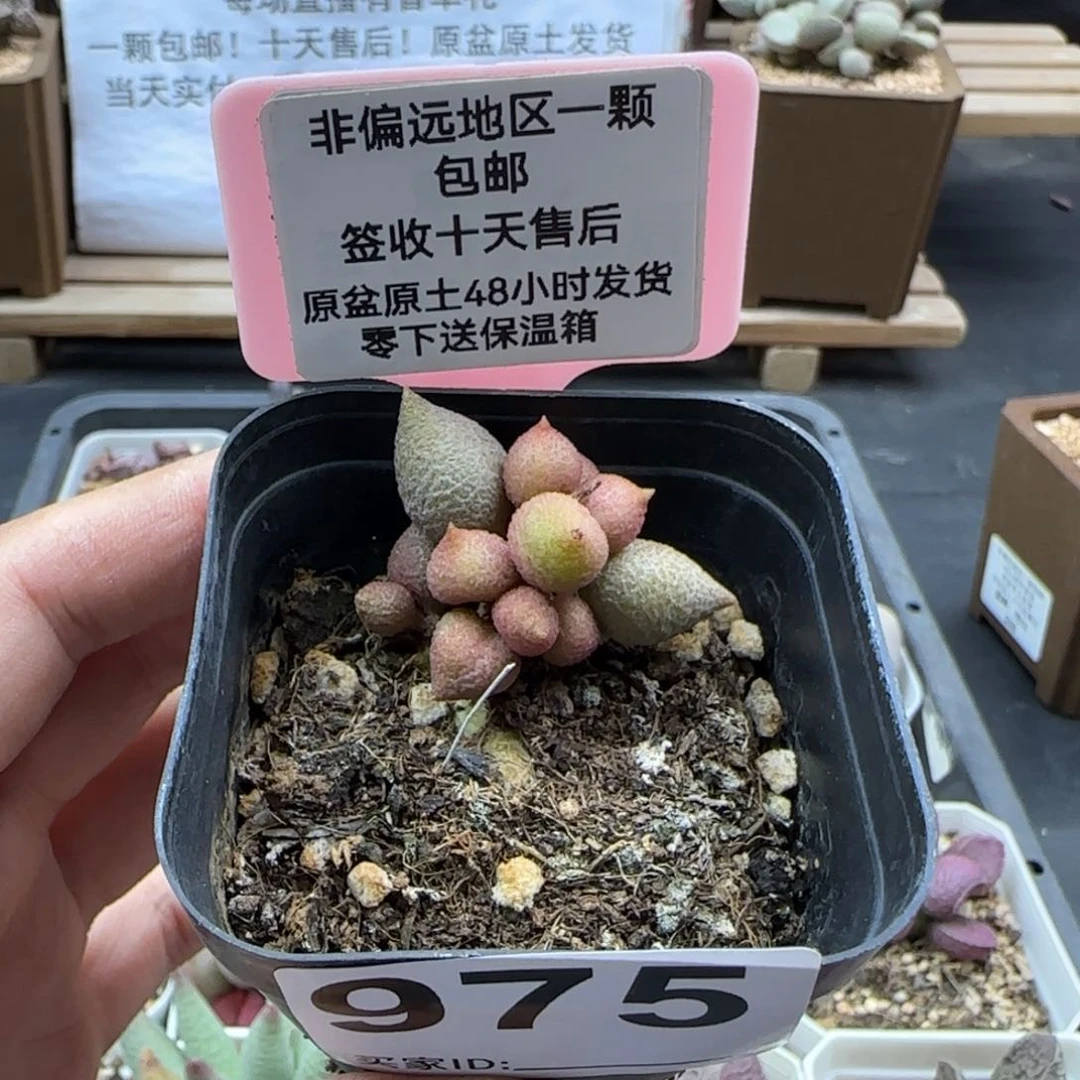 975小辣椒多肉植物