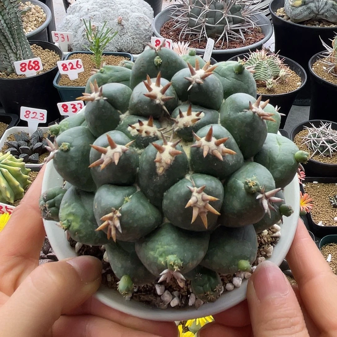 大尤短豪刺象牙仙人球