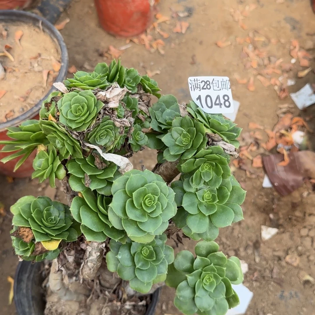 绿羊绒多肉1048满28包邮断枝不包