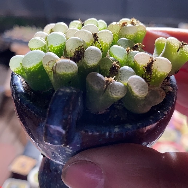 双头粉樱花风铃一颗。