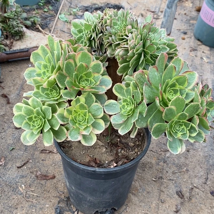 奶白缀多肉植物30