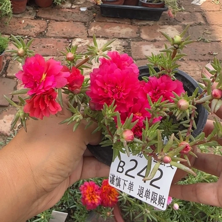 当前无花朵，栽培后可花朵  B242超小苗盆口10cm