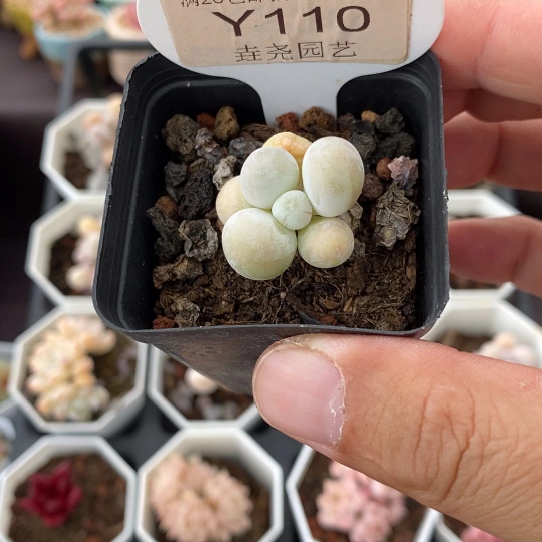 0119 原始奶 2.5cm