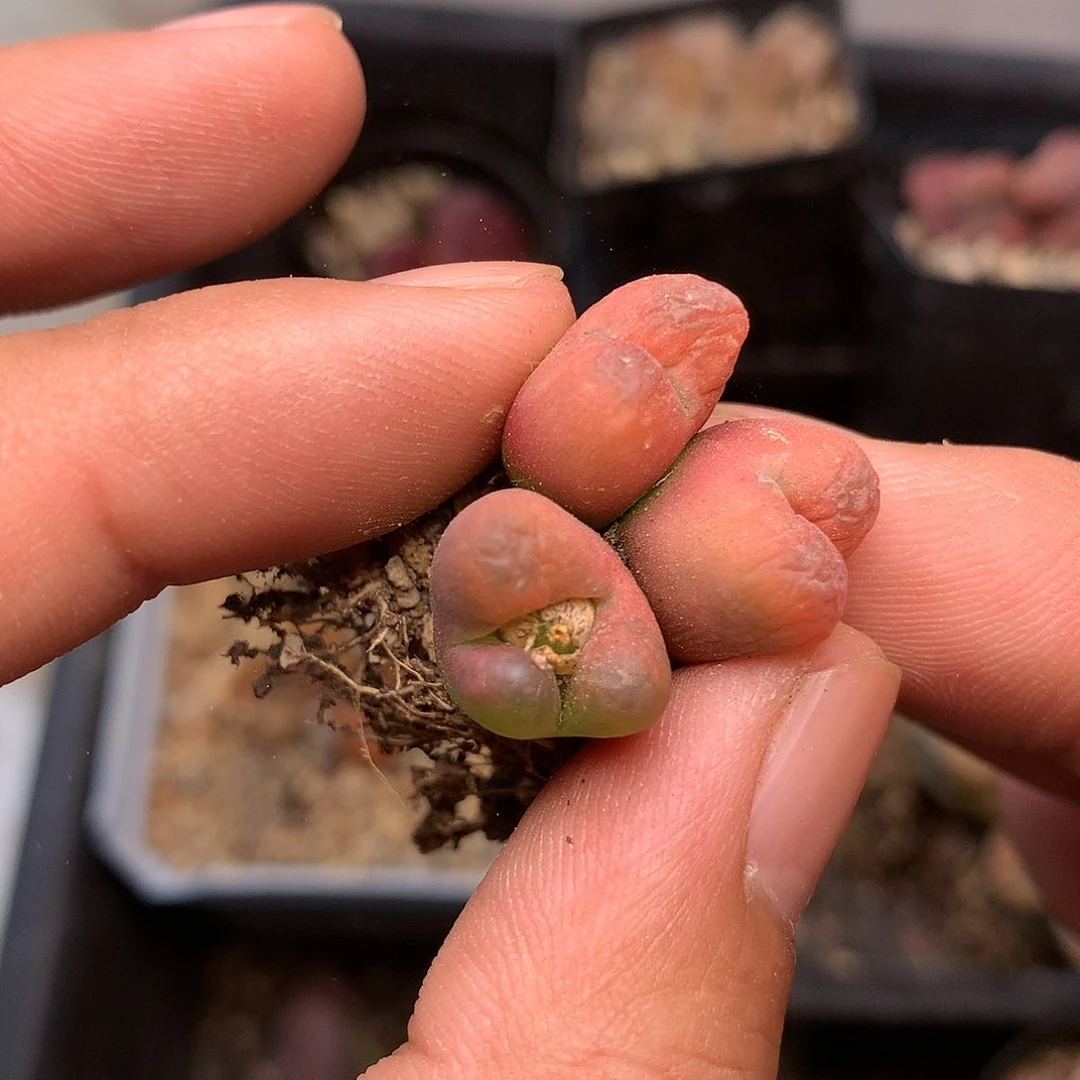 K496多肉植物保护