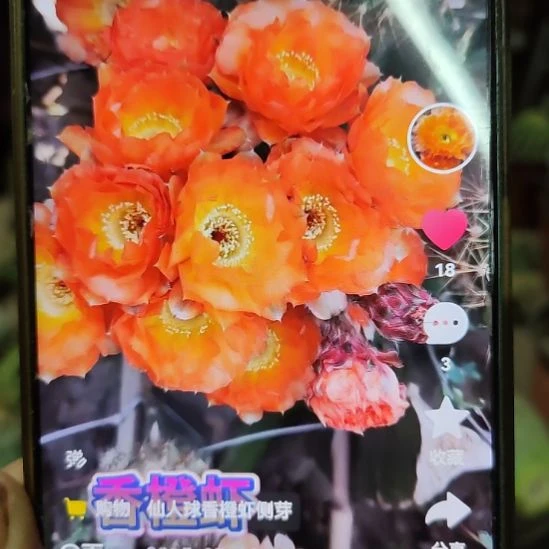 仙人球香橙虾侧芽