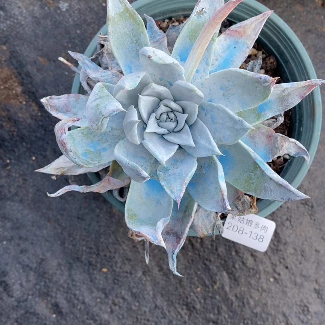 138号普西菲克小可爱