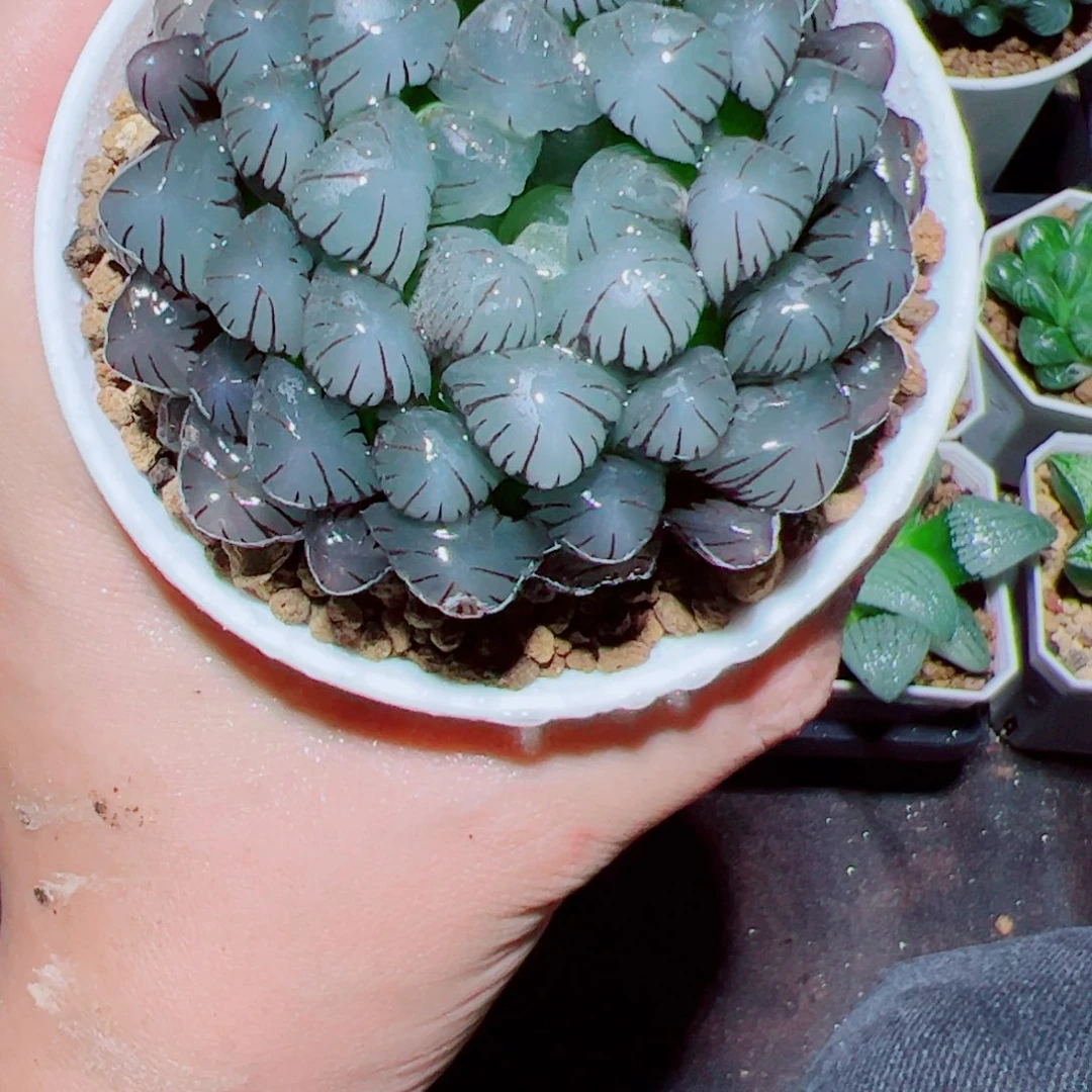 母本紫姬玉露多肉