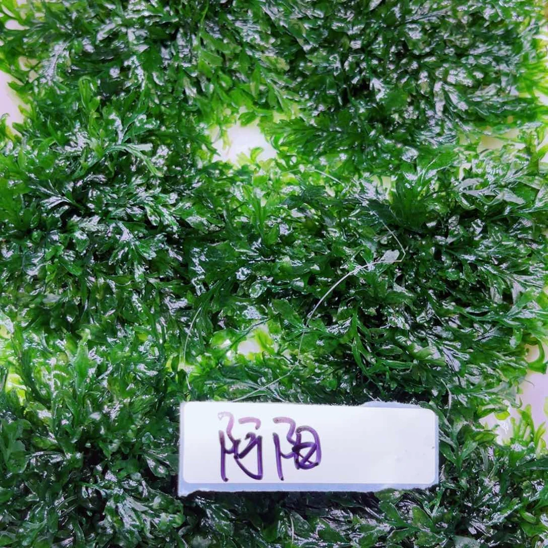 阿***.美小呆精品套餐一份