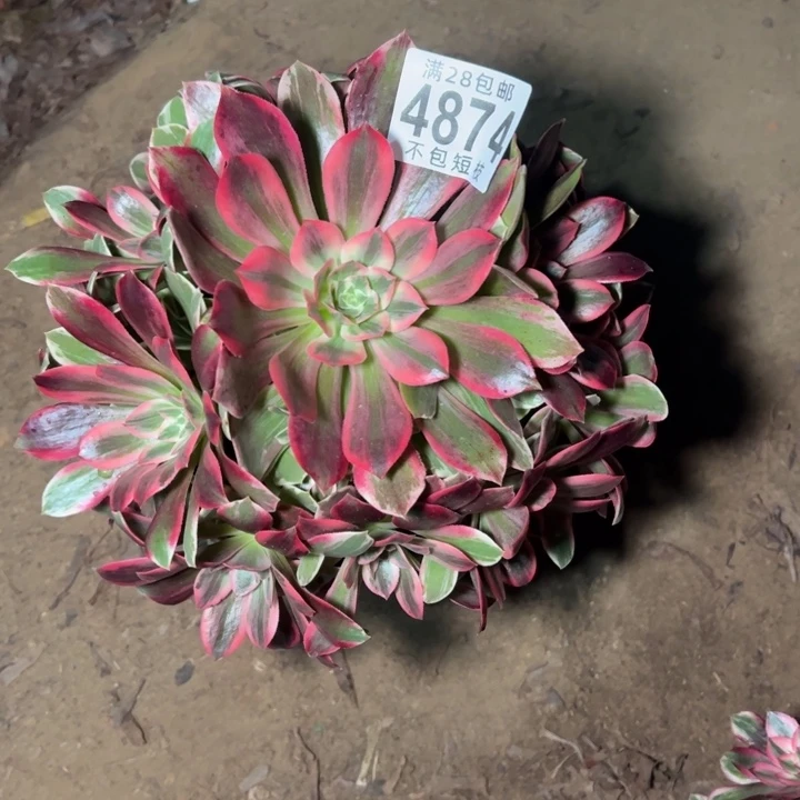 浣纱多肉植物法师4874