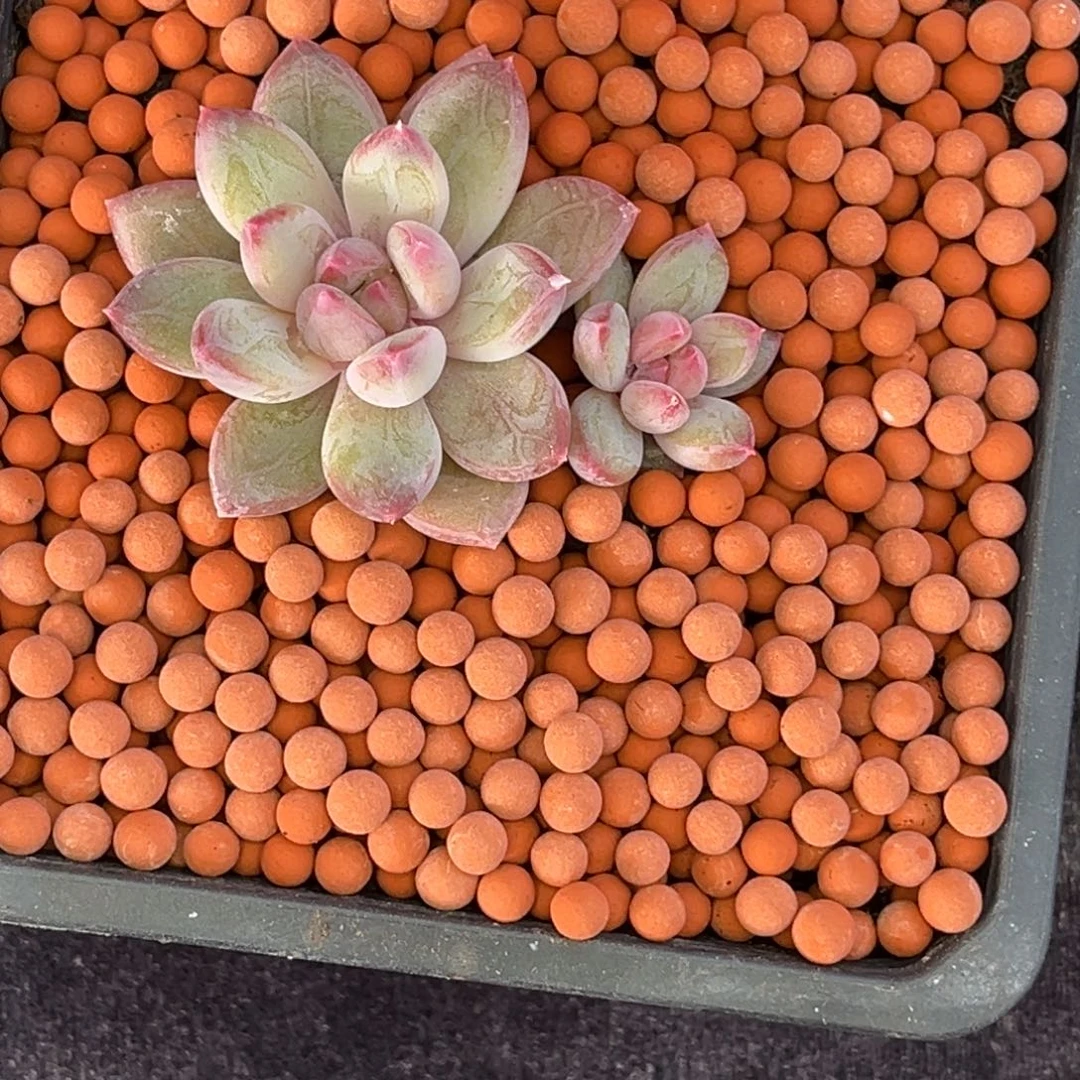 可***了小老弟的多肉植物群生多肉