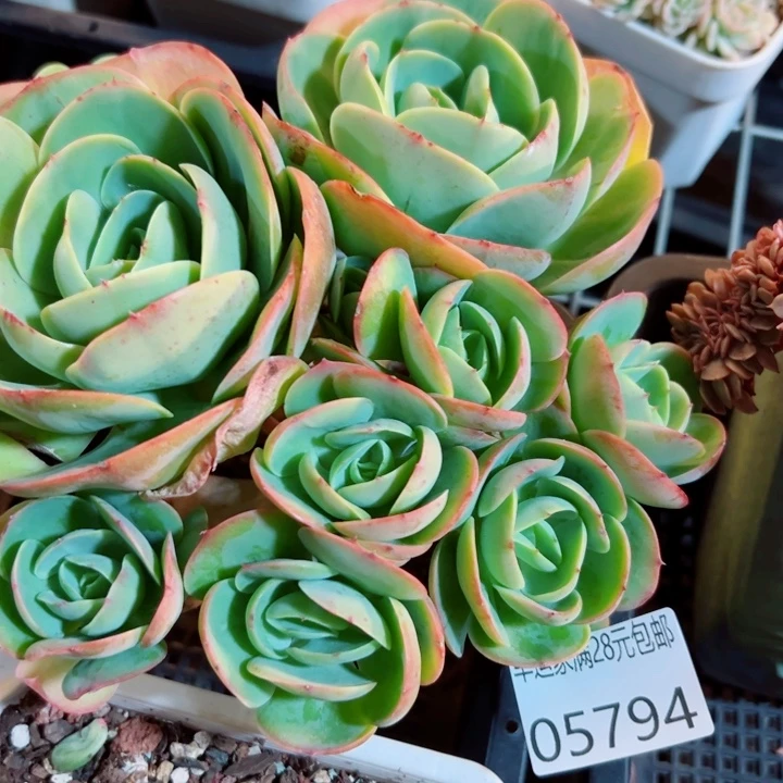 幸运的是我还没遇到过