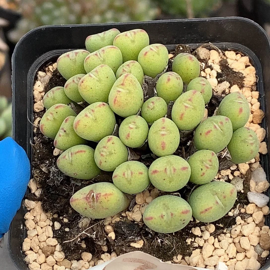 071 元宝口笛 带盆土