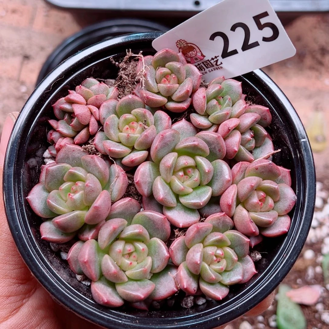 多肉植物多肉植物