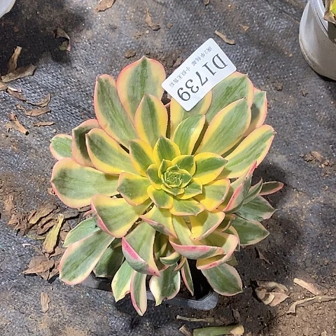 1739灿烂多肉法师锦发货叶片有黑斑量拍