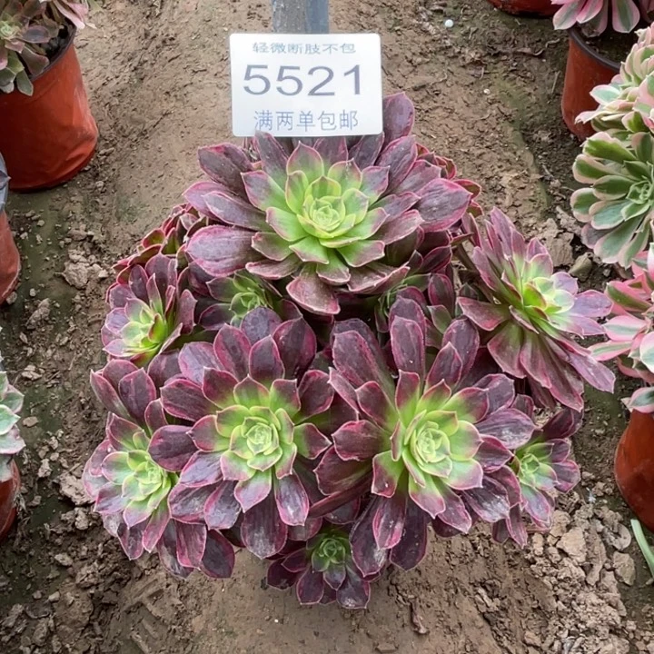 5521安娜的人多肉的