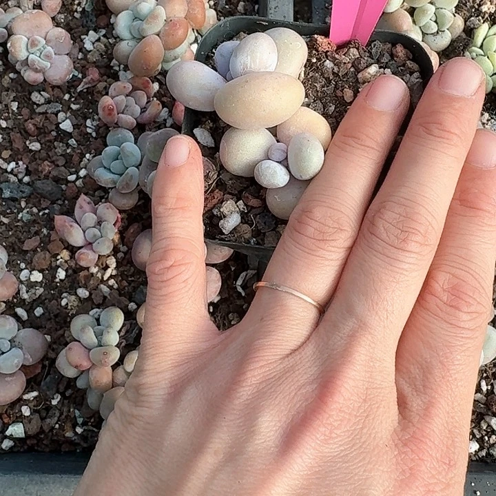 ?**?x g d f hh 010