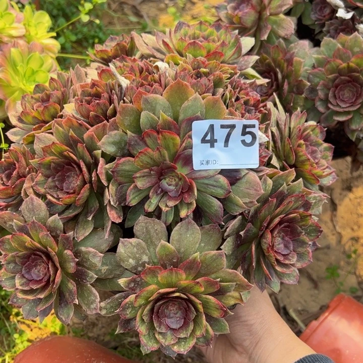 红霞多肉植物475