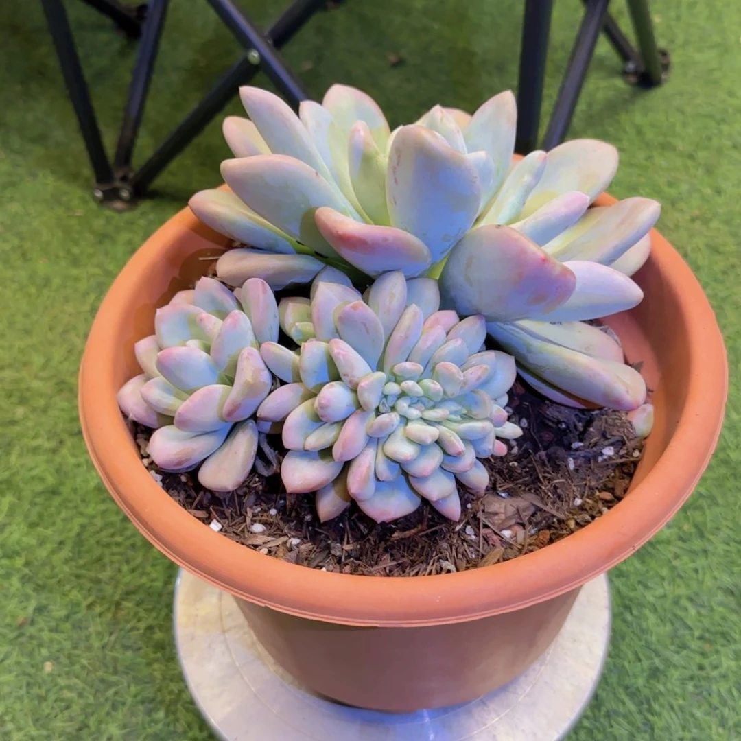 奥普缀多肉000000009