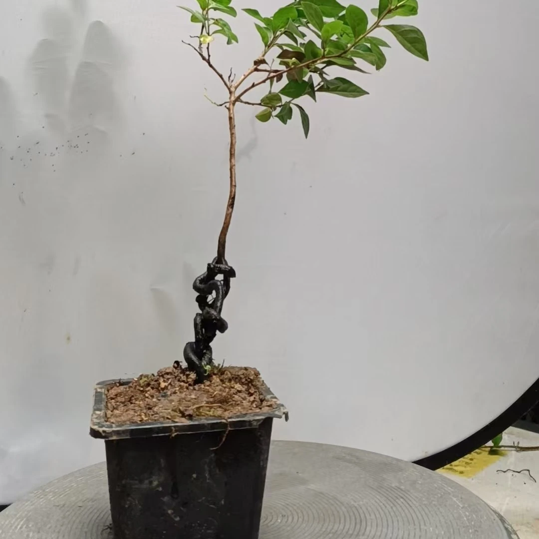 老鸦柿根艺庭院盆栽（16）