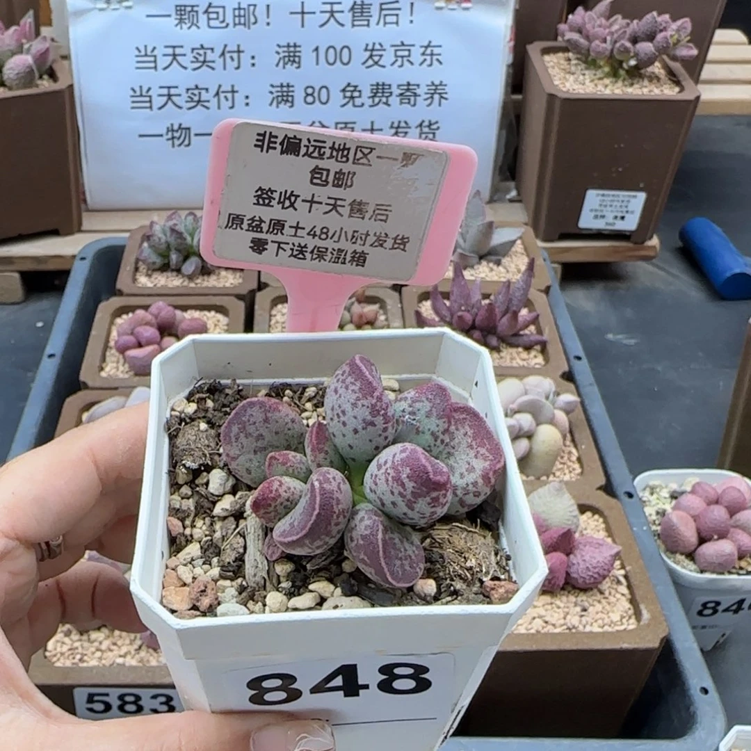 848艾薇多肉植物