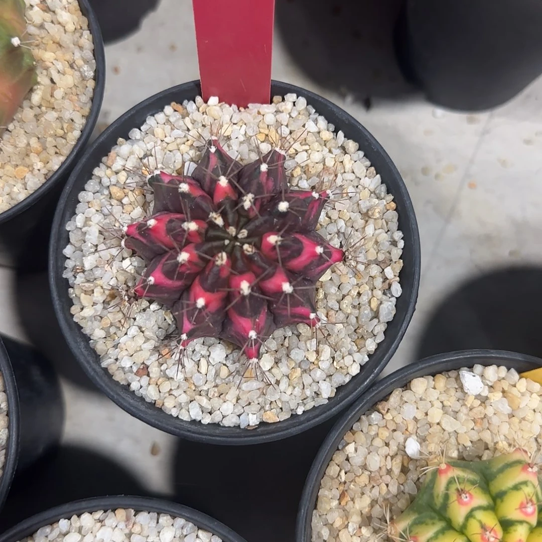 L811-0104泰国发货