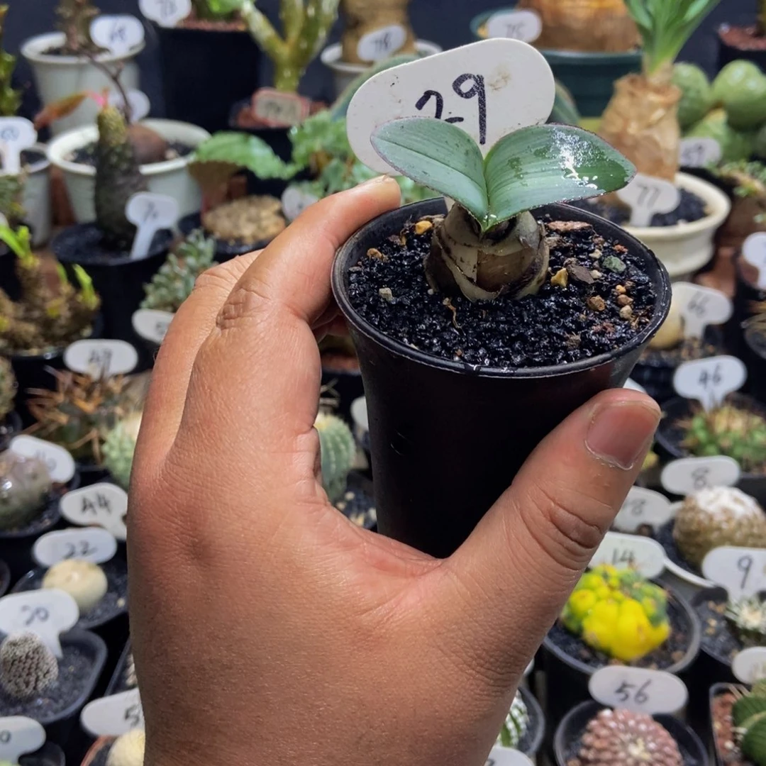 阔叶雪莲一物一拍