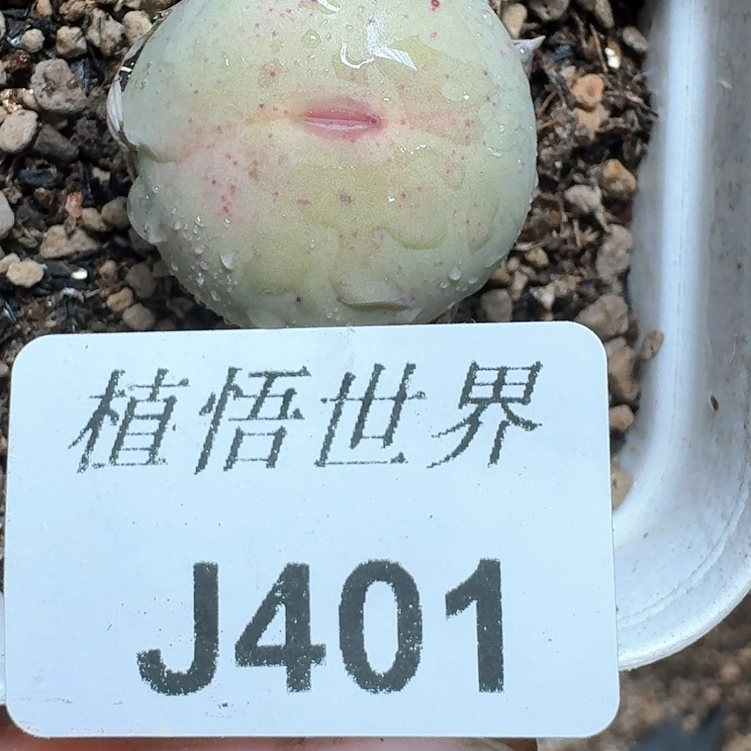 401号多肉植物哇fvb b