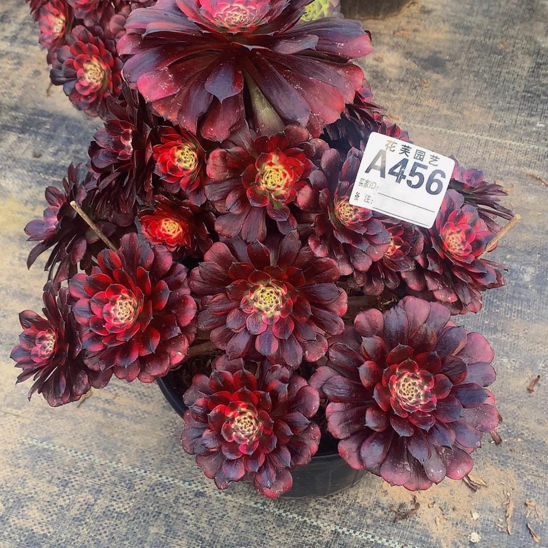 456多肉法师美丽