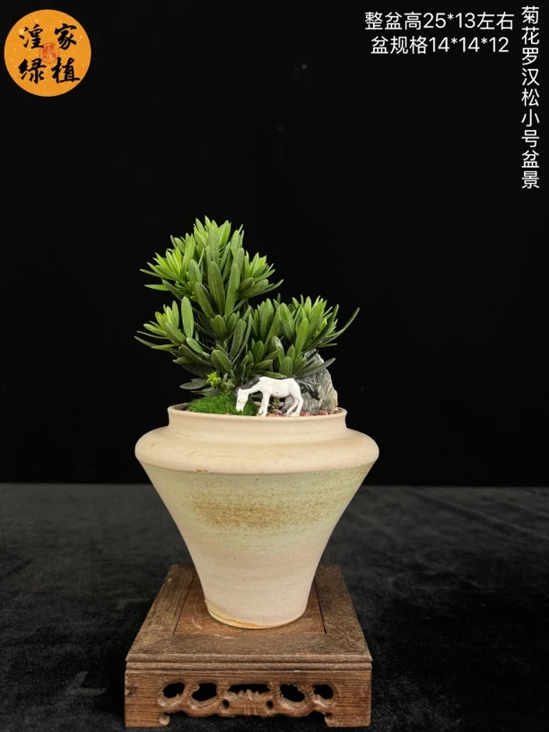 菊花罗汉松盆景绿植名贵小巧办公室室内好养四季常青精致