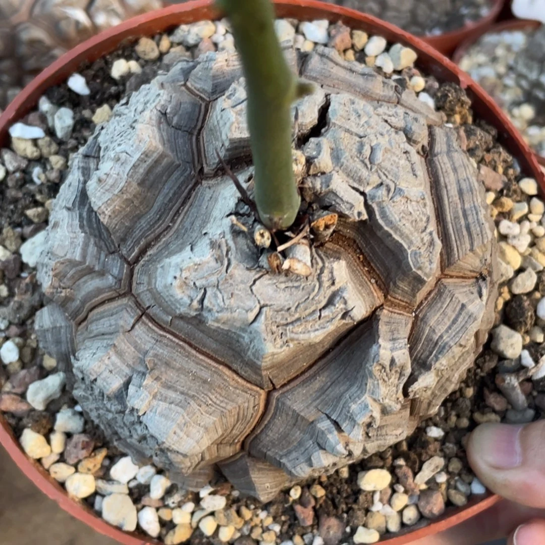 盆栽，深裂大甲，龟甲龙9.6公分，微椭圆