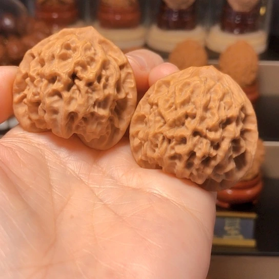 涼**染野生小众：玄月狮子头