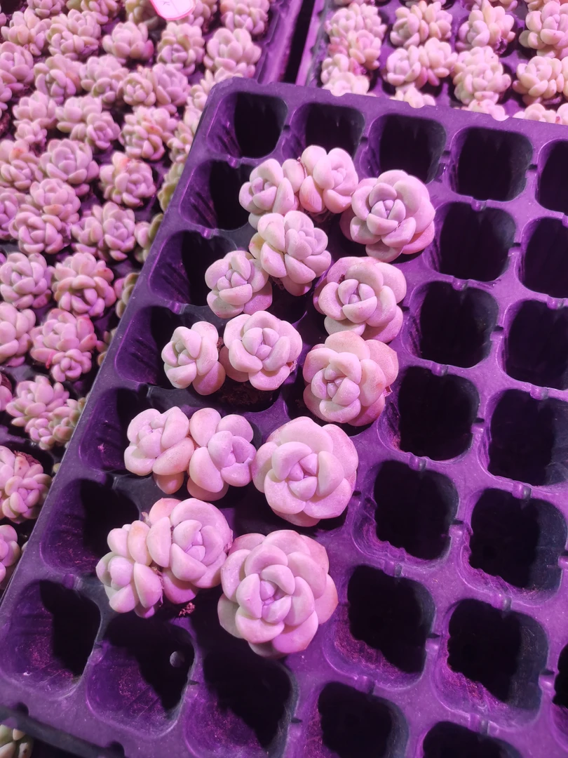 多肉植物冰玉10颗一组