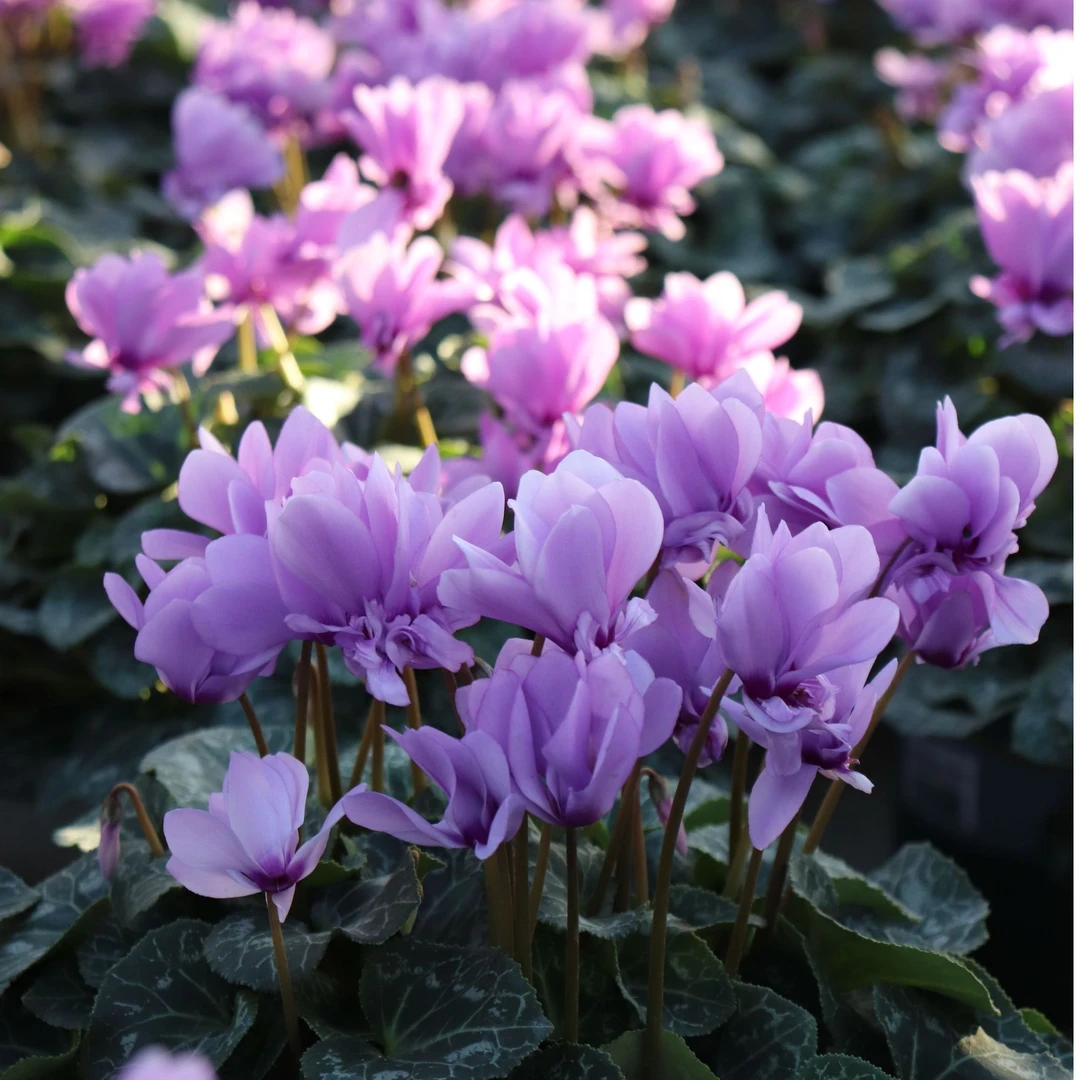 坤哥粉丝专属 天卉苑 青花仙客来 三得利新品 每盆送50W补光灯