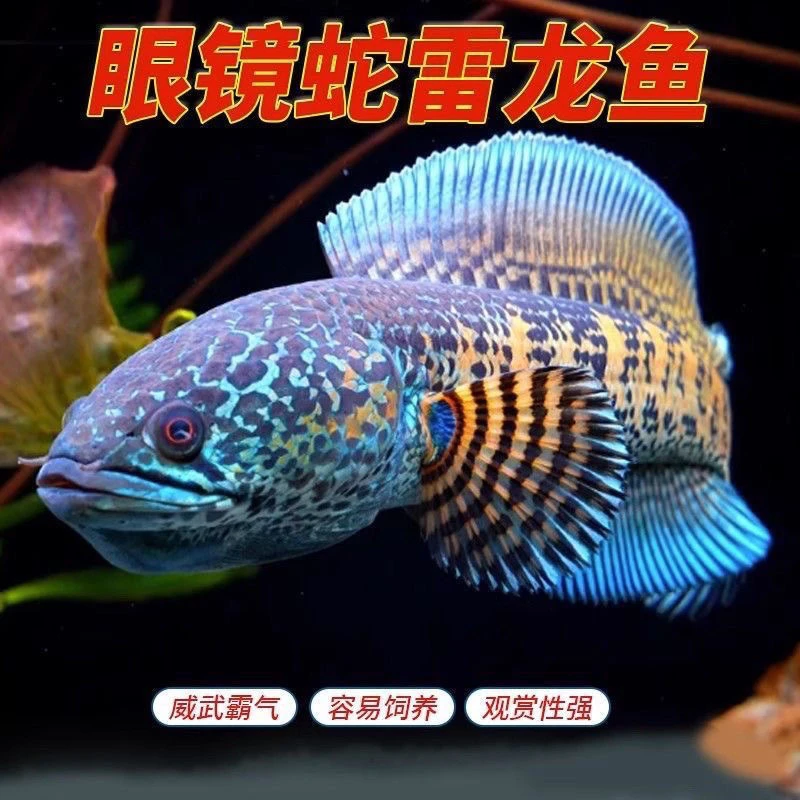 黄金眼镜蛇雷龙鱼热带鱼观赏鱼淡水凶猛网红大型凶猛鱼
