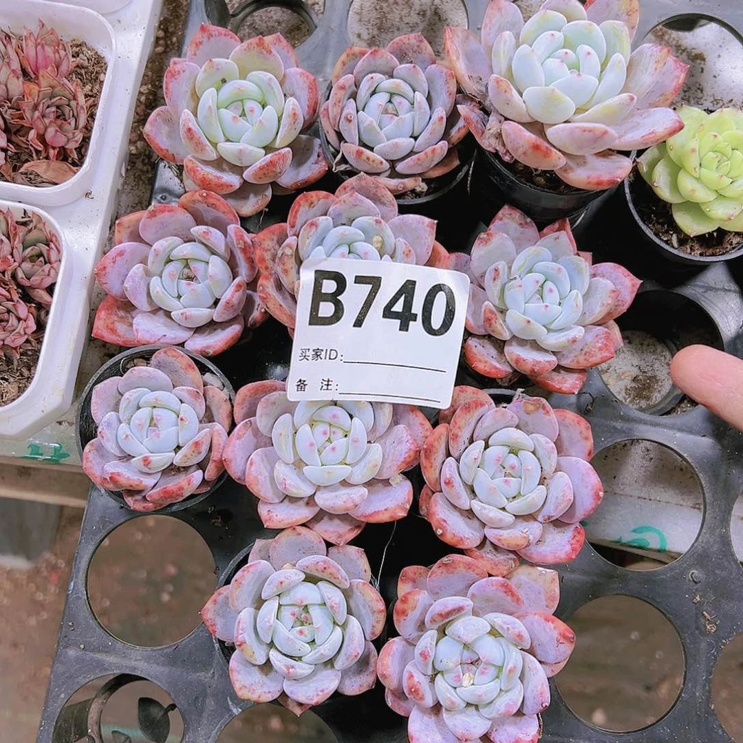 740样品4盆19包邮