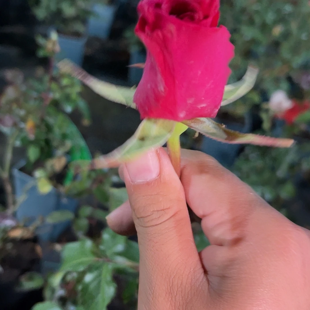 无花朵———-测试101 福利款