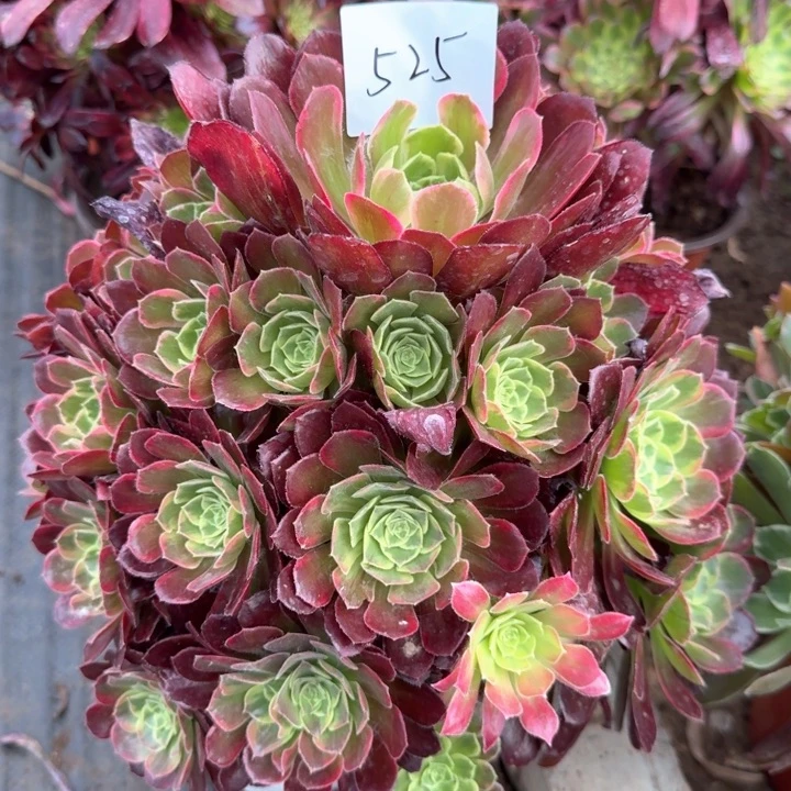 安娜法师一颗525