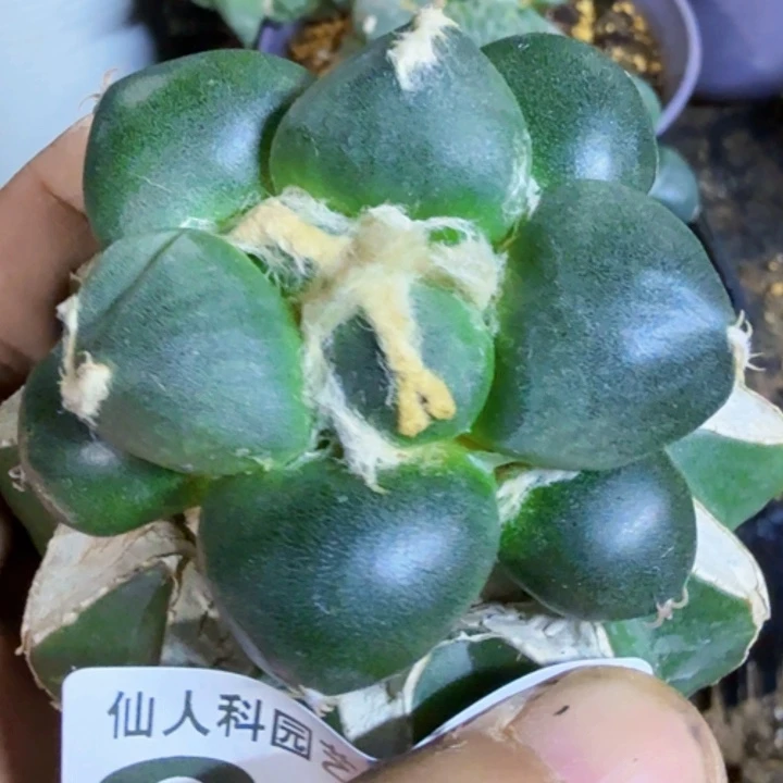 简***单福利苗接蛋尤328仙人球