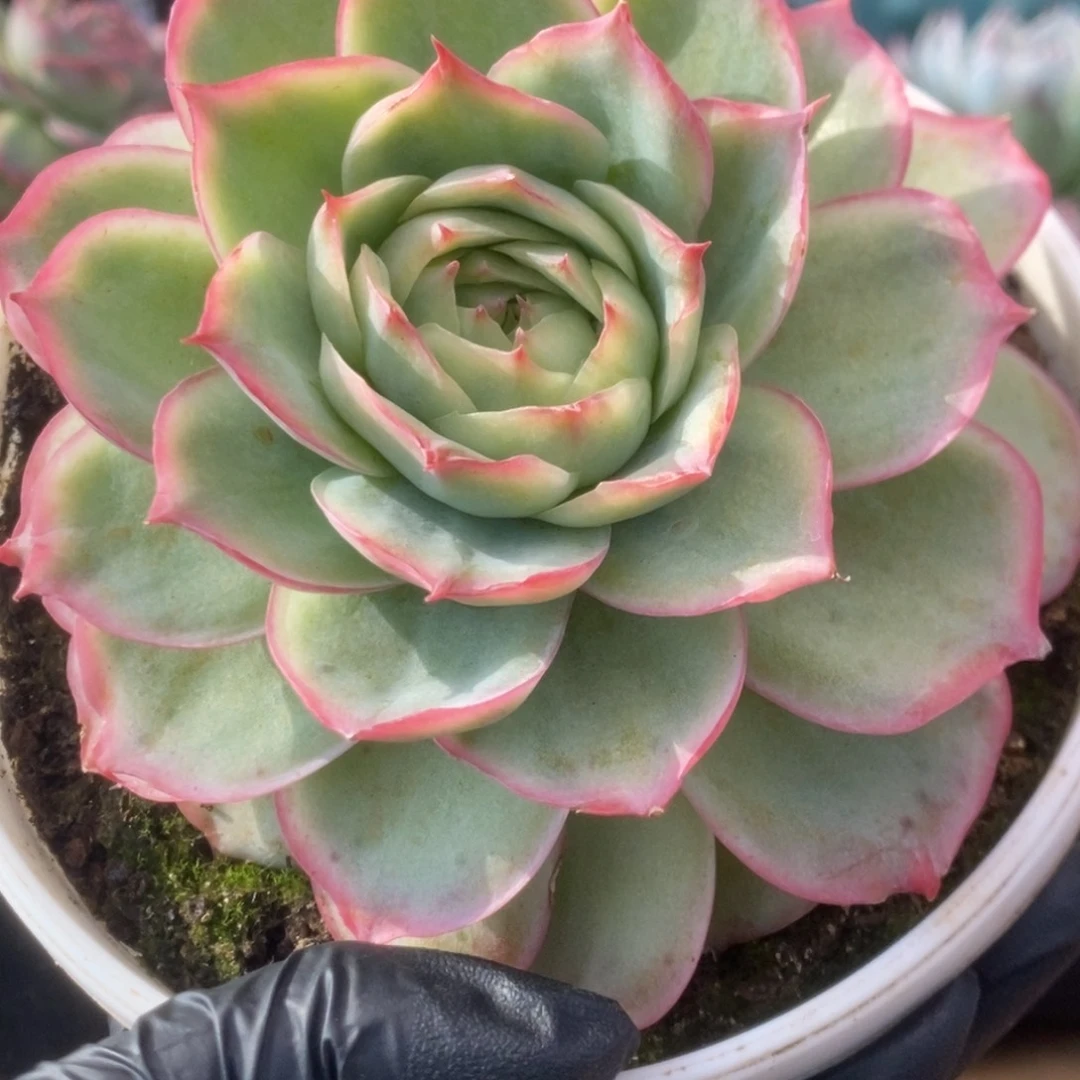 627侧影玫瑰锦锦锦锦锦