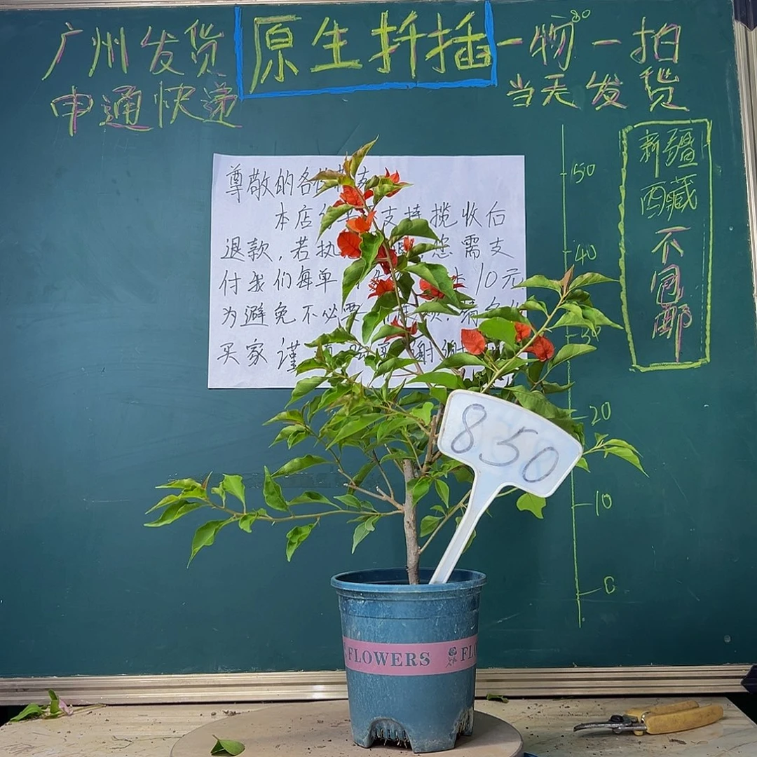 当前无花栽培后可以开花热火桑巴850