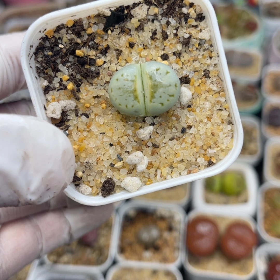 多肉植物一物一拍21