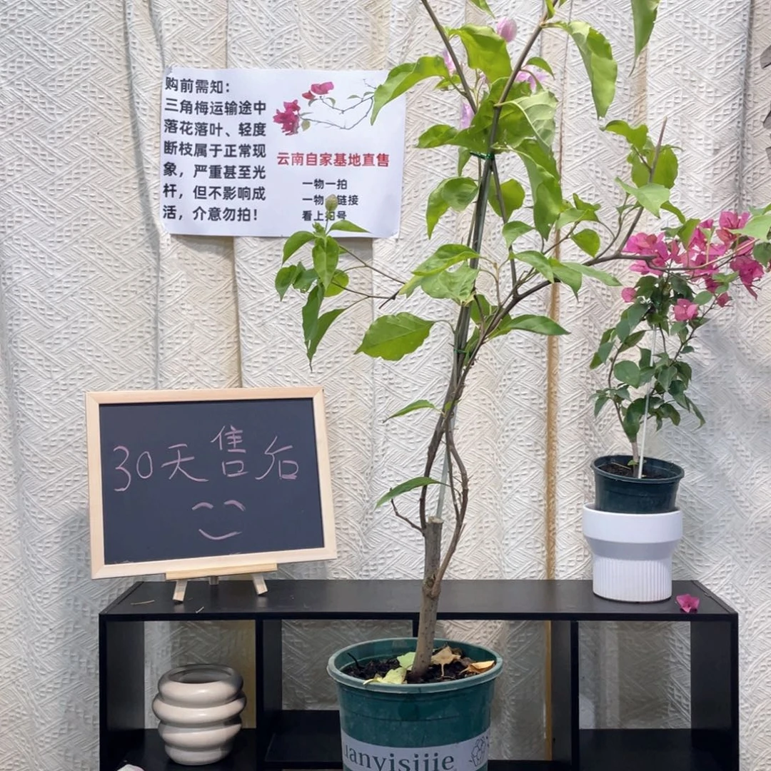 先***姐大量花朵（建议范围：8朵-15朵 或40%以上）广红樱C37