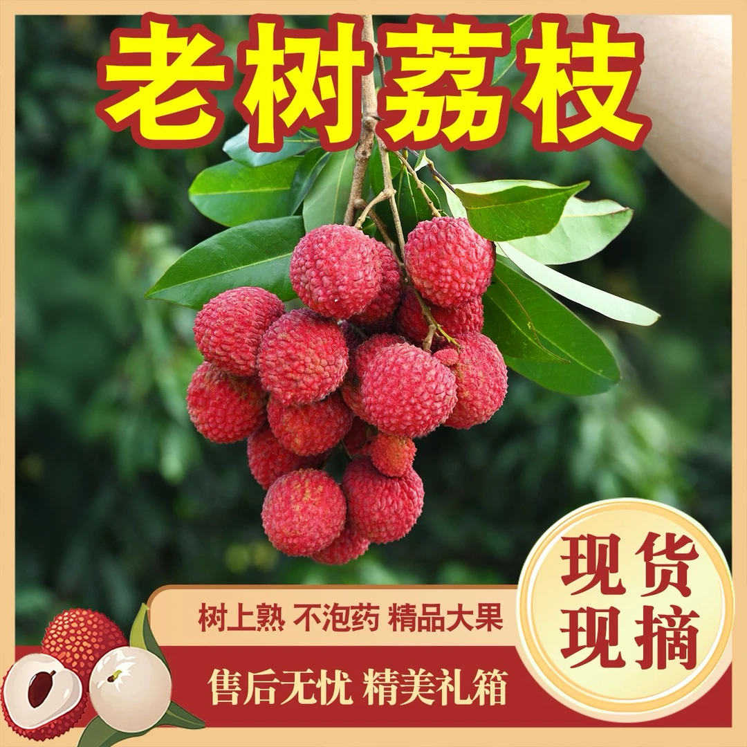 【省外专拍-增城荔枝】桂味-糯米糍-仙进奉鲜果现摘新鲜3/5/10斤