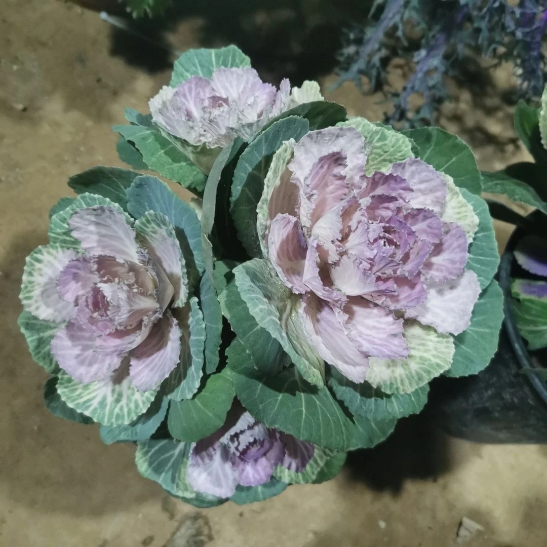 羽衣甘蓝精品多头一物一拍两颗