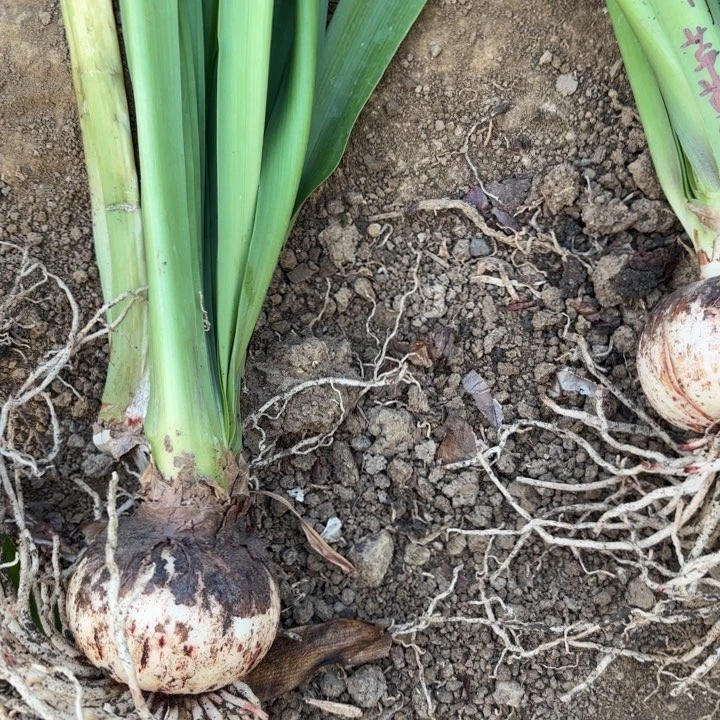 无花朵青苹果二号包对版