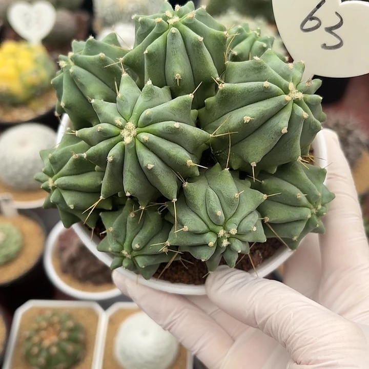 63号无刺王冠龙仙人球