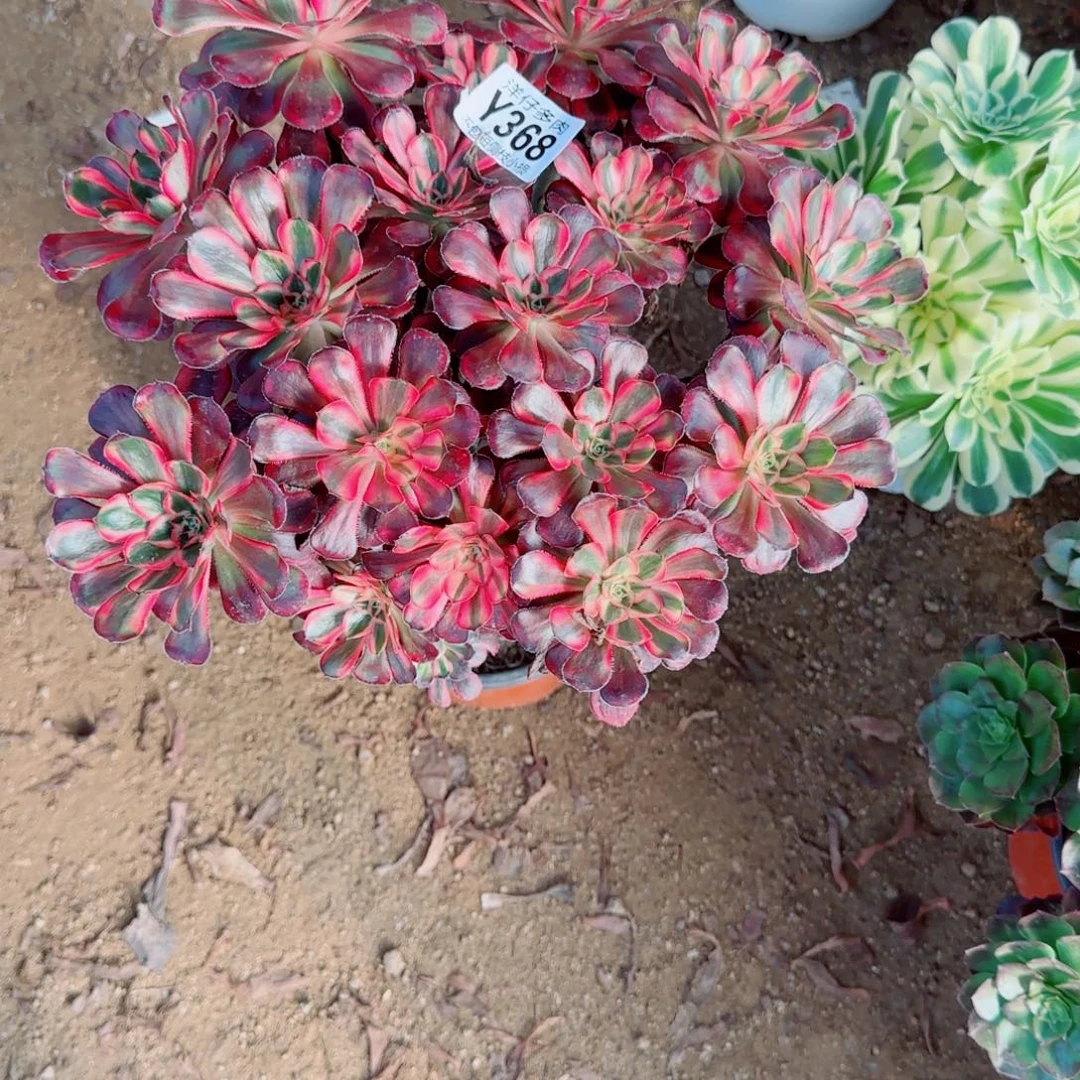 香耐尔发师368冠幅28