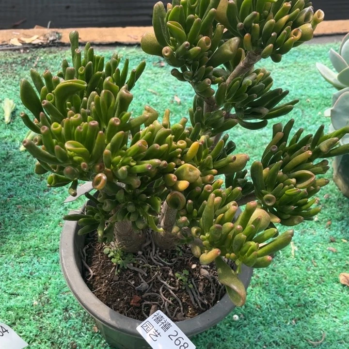 268吸财树多肉植物