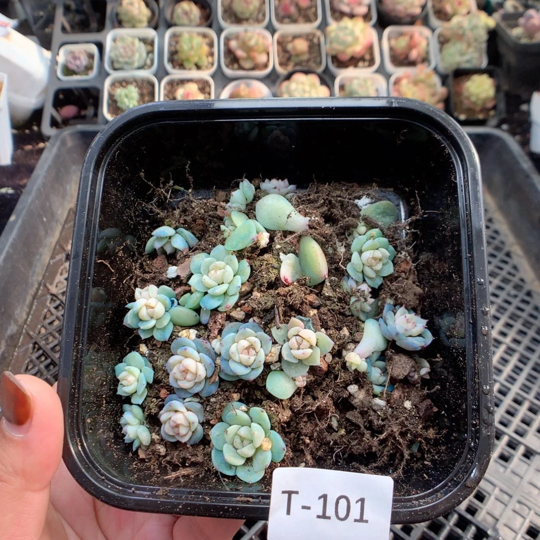 无花朵T101英语英语